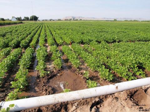 沟灌溉在一个领域