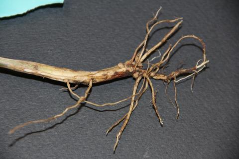 Rhizoctonia Root Of Soybeans