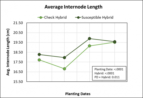 图表显示了四种种植日期和两个杂种在板间长度上的影响。