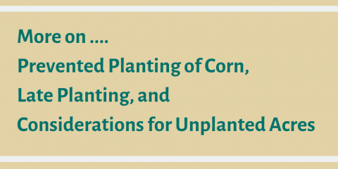 更多关于防止种植玉米，晚种植，以及对未种植面积的考虑