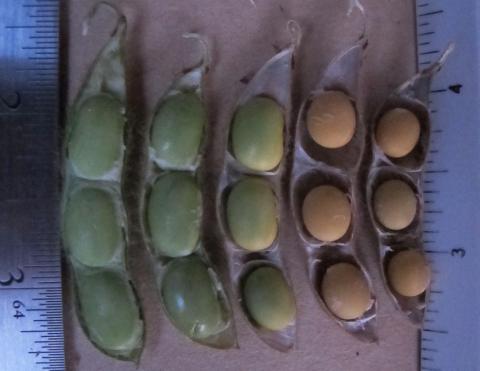 R7期的大豆豆荚在豆荚内表现出不同程度的膜附着。
