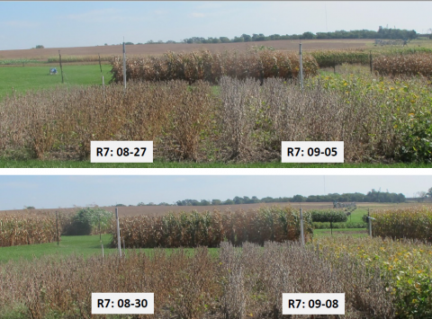 不同时期大豆种植日期和成熟期的田间对比照片。