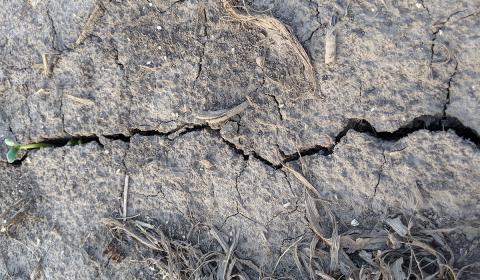大豆从一块严重结皮的地里的裂缝中冒出来。