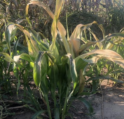 高粱 - 苏丹覆盖了上周被轻霜损坏的作物植物。