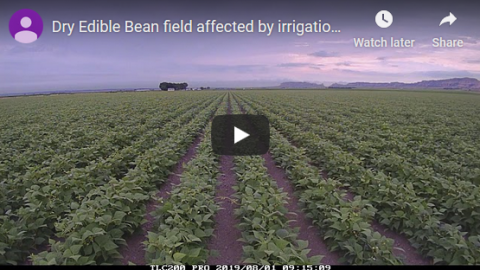 这是一段没有灌溉的可食用干豆延时视频的屏幕截图