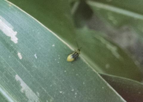 西部的玉米根虫甲虫，以玉米的叶子为食