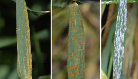 (从左到右)小麦叶片的条锈病、叶锈病和白粉病