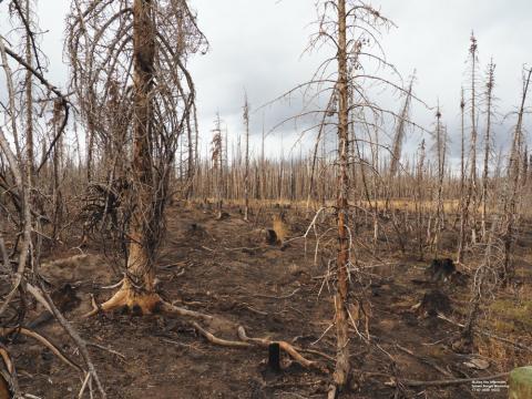 怀俄明州马伦大火中烧毁的树木