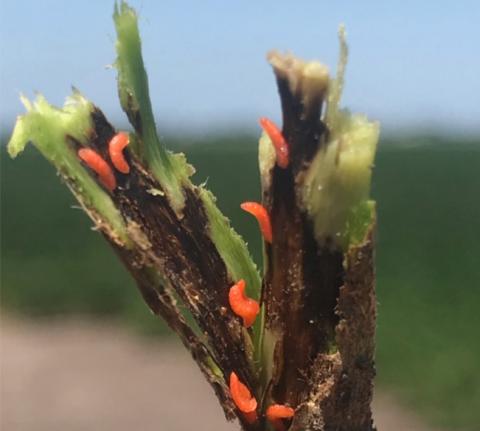 Soybean gall midge larvae on soybean plant