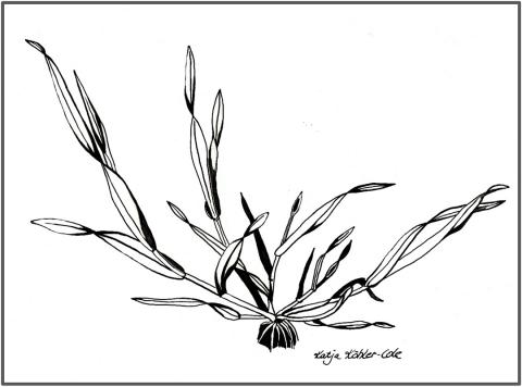 分蘖黑麦植物插图