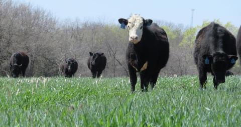 牛放牧黑麦覆盖作物